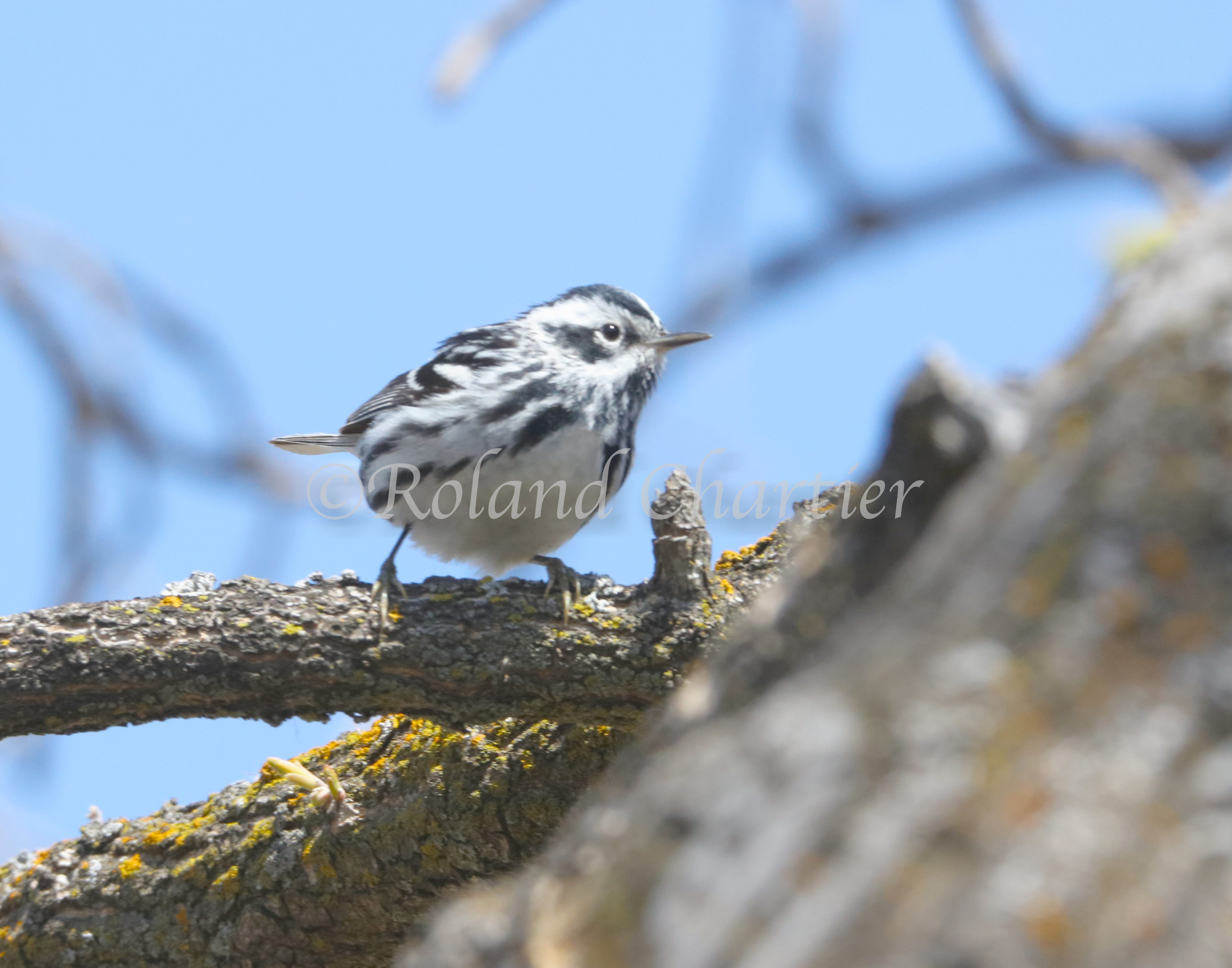 A warbler perched on a branch